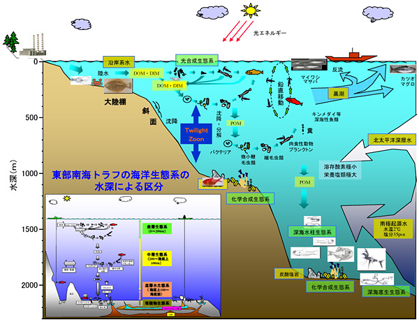 東部南海トラフ海域の海洋生態系の概念図