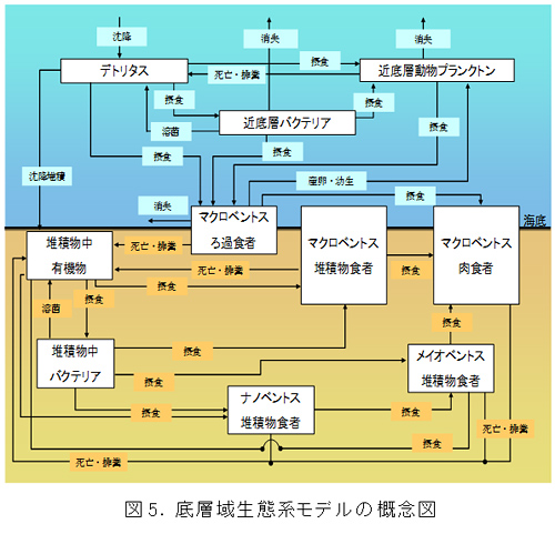 図5　底層域生態系モデルの概念図