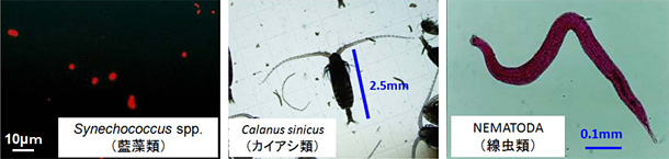 試験生物の例