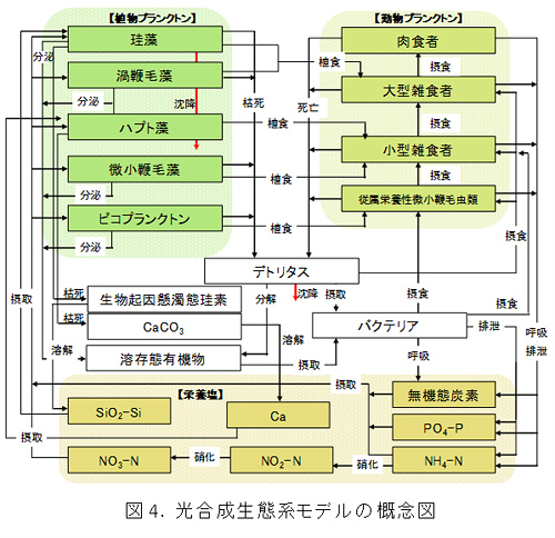 図4　光合成生態系モデルの概念図