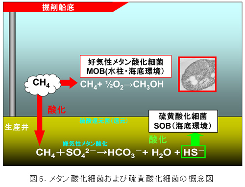 図6　メタン酸化細菌および硫黄酸化細菌の概念図