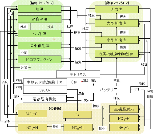 図2．光合成生態系モデルの概念図