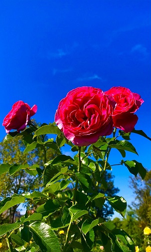 blog1025_ing01